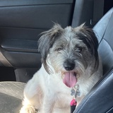 Entry image for Daisy 