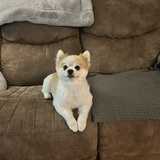 Entry image for Biscuit 