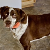 Entry image for Remington