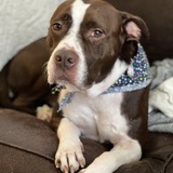 Entry image for Bentley