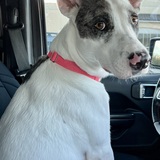 Entry image for Bella