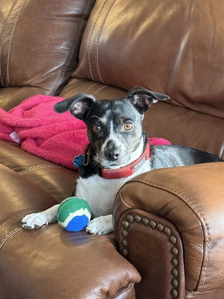 Entry image for Roxie. Clicking this image will show a larger photo
