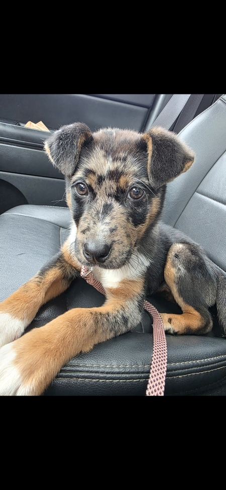 Entry image for Mabel. Clicking this image will show a larger photo