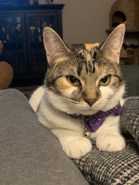 Entry image for Phoebe. Clicking this image will show a larger photo