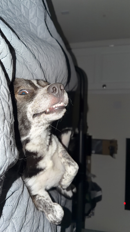 Entry image for Casper. Clicking this image will show a larger photo