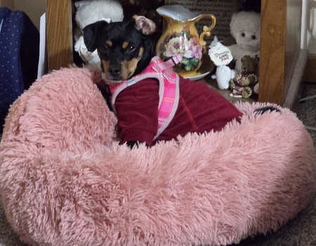 Entry image for CoCo Maddie. Clicking this image will show a larger photo