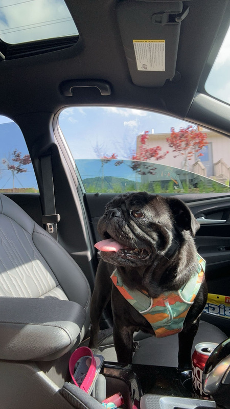 Entry image for Pig the Pug . Clicking this image will show a larger photo