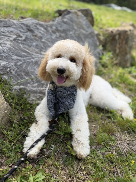 Entry image for Coco. Clicking this image will show a larger photo
