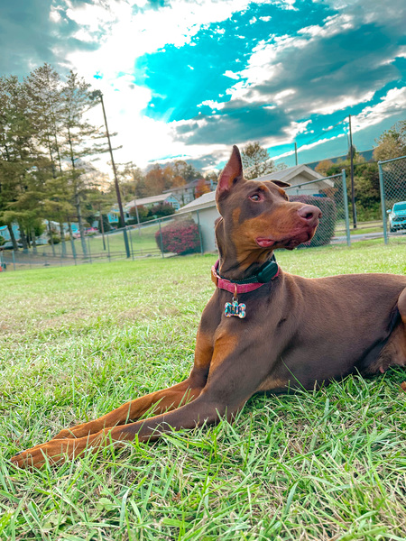 Entry image for Nala . Clicking this image will show a larger photo