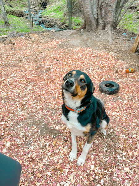 Entry image for Tyson . Clicking this image will show a larger photo