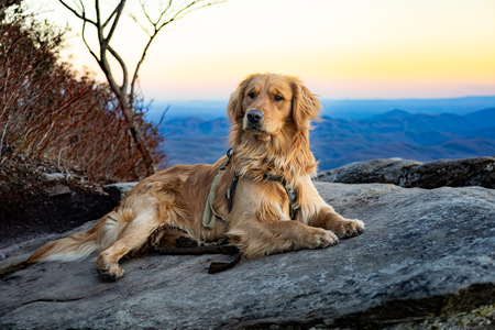Entry image for Buddy . Clicking this image will show a larger photo