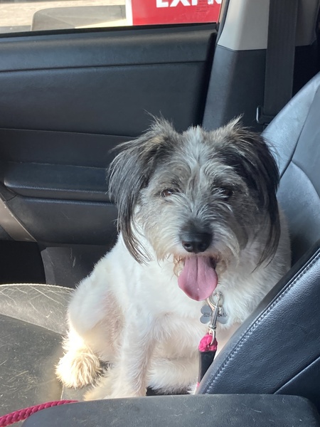 Entry image for Daisy . Clicking this image will show a larger photo