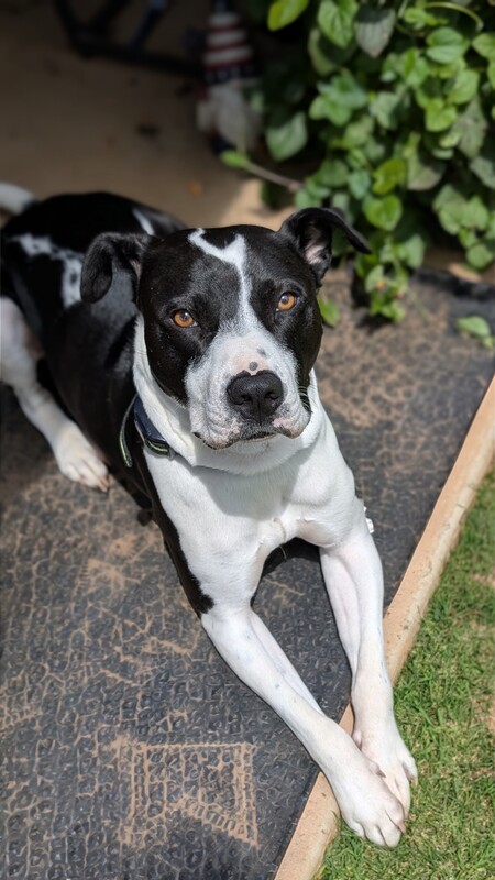 Entry image for Bolt. Clicking this image will show a larger photo