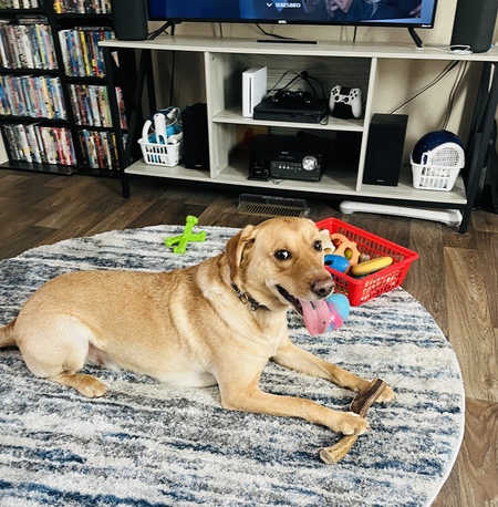 Entry image for Moose . Clicking this image will show a larger photo