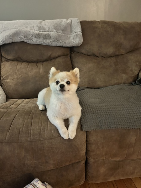 Entry image for Biscuit . Clicking this image will show a larger photo