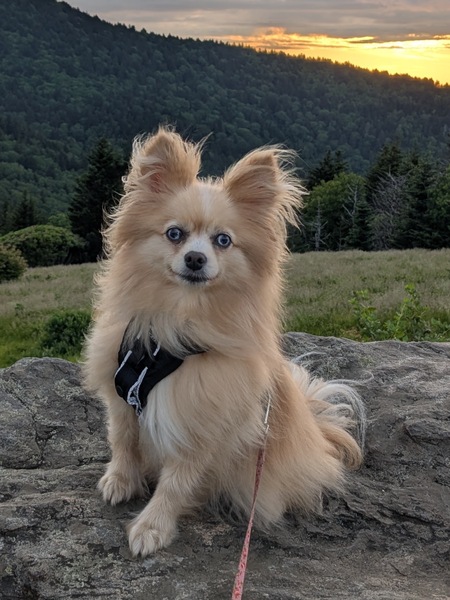 Entry image for Winnie. Clicking this image will show a larger photo