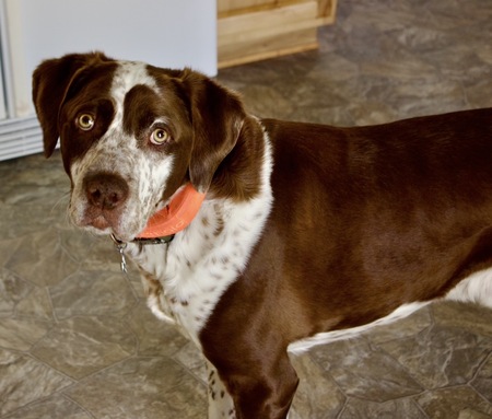 Entry image for Remington. Clicking this image will show a larger photo
