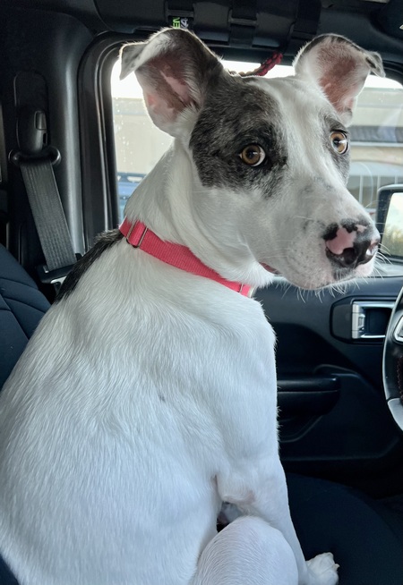 Entry image for Bella. Clicking this image will show a larger photo
