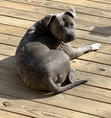 Entry image for Lulu. Clicking this image will show a larger photo