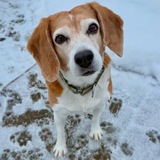 Entry image for Josie