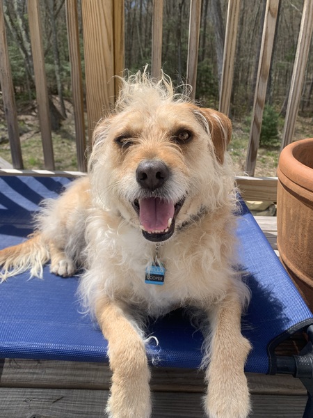 Entry image for Cooper . Clicking this image will show a larger photo