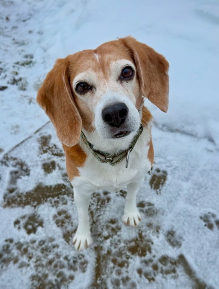 Entry image for Josie. Clicking this image will show a larger photo