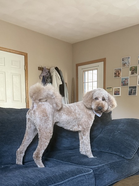 Entry image for Chewy. Clicking this image will show a larger photo