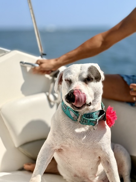 Entry image for NEIPA/AKA Chicken. Clicking this image will show a larger photo
