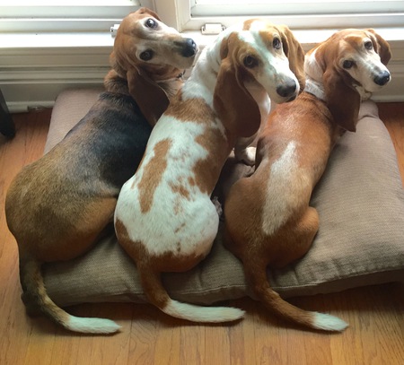 Sadie, Annabelle and Chloe Dittman