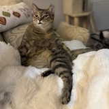 Entry image for Sassy