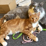 Entry image for Charlie and Tony