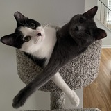 Entry image for April (black/white) and Bruno (gray)