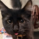Entry image for Toothless