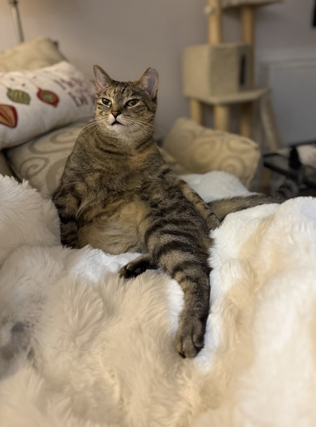 Entry image for Sassy. Clicking this image will show a larger photo