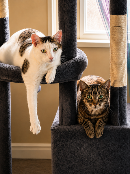 Entry image for Olive & Micah . Clicking this image will show a larger photo