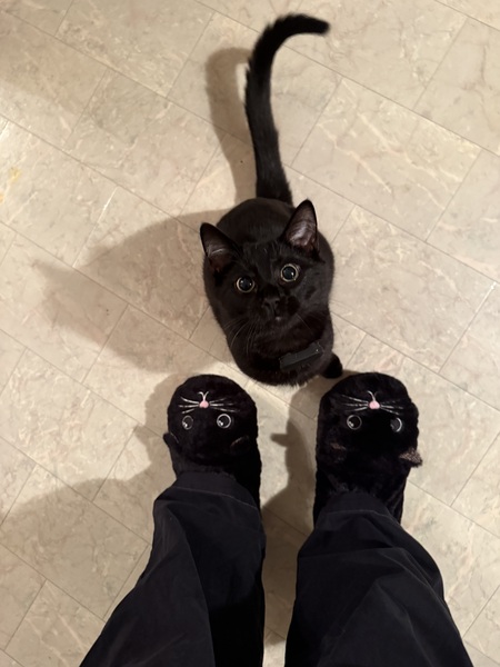 Entry image for Winston . Clicking this image will show a larger photo