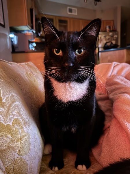 Entry image for Ruby . Clicking this image will show a larger photo