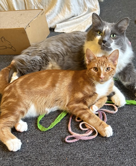 Entry image for Charlie and Tony. Clicking this image will show a larger photo
