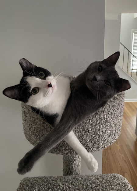 Entry image for April (black/white) and Bruno (gray). Clicking this image will show a larger photo
