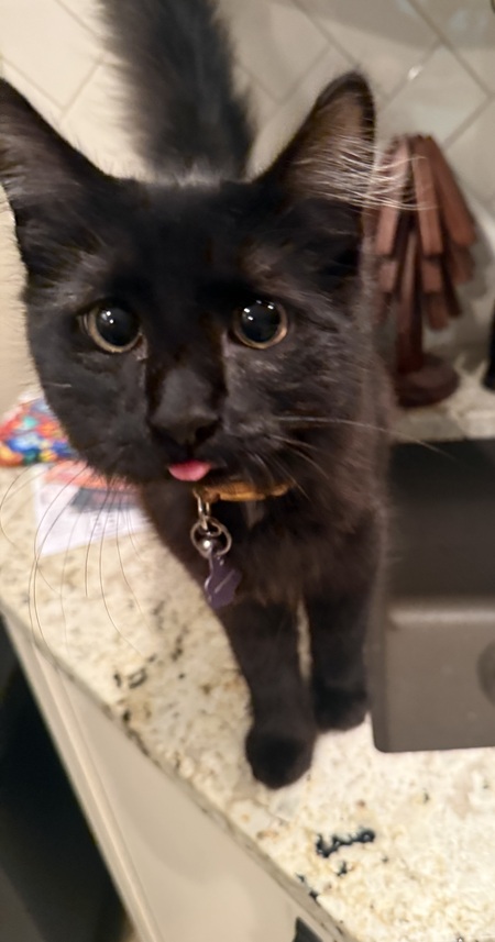 Entry image for Toothless. Clicking this image will show a larger photo