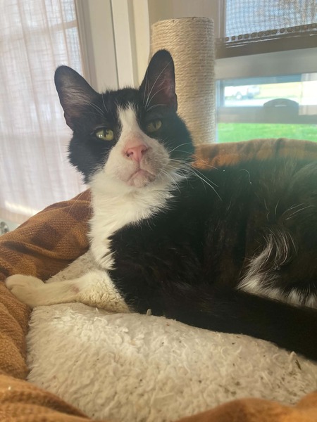 Entry image for Sylvester. Clicking this image will show a larger photo