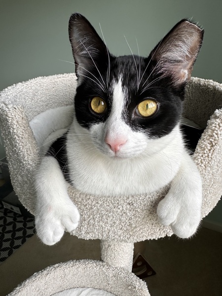 Entry image for Milo. Clicking this image will show a larger photo