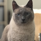 Entry image for Beau