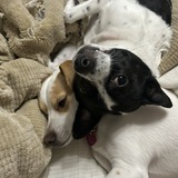 Entry image for Jax & Bella 