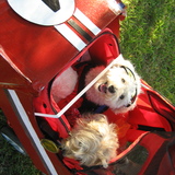 Entry image for Molly and Lacy
