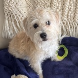 Entry image for Bailey