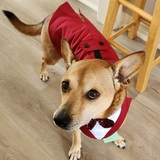 Entry image for Peanut