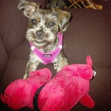 Entry image for Daisy