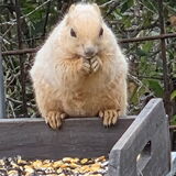 Entry image for Corn Nugget 