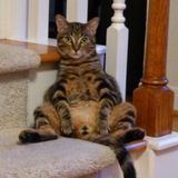 Entry image for Tiger